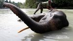 Tempat Memandikan Gajah di Sumatera Utara