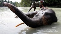 Gajah Tangkahan