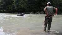 gajah Tangkahan