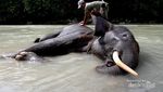 Tempat Memandikan Gajah di Sumatera Utara