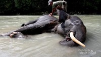 Gajah Tangkahan