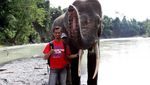 Tempat Memandikan Gajah di Sumatera Utara