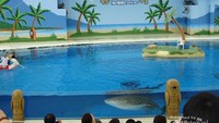 Whale  Shark