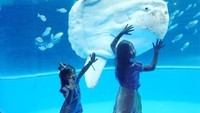 Sun Fish