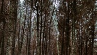 Bergaya di Hutan Pinus Bukit Bintang