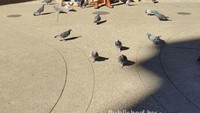 Keindahan tempat ini diperlengkap dengan keindahan suara alat musik yang menggema indah, burung-burung yang mengitarinya, latar belakang tiang-tiang bergaya arsitektur Romawi-Yunani nan megah dan sinar matahari yang membuat semakin