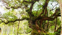 Kalian pernah melihat hutan bonsai yang berumur hingga ratusan tahun? hutan bonsai dikabupaten TTS ini bisa jadi pilihan bagi kalian semua yang menyukai tanaman hias seperti bonsai.
