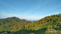 Jajaran pepohonan cengkeh