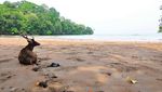 Tenangkan Pikiran Saat Berlibur di Taman Wisata Alam Pananjung