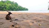 Lucu banget! Rusa ini terlihat sedang bersantai di pinggir pantai (Sumber: alampriangan.wordpress.com)