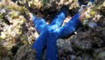 Tenggelam Bersama Pesona Bahari Teluk Kiluan