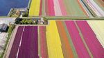 Tenggelam Dalam Lautan Tulip di Keukenhof