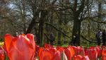 Tenggelam Dalam Lautan Tulip di Keukenhof