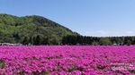 Tenggelam di Hamparan Bunga Shibazakura di Jepang Tenggelam di Hamparan Bunga Shibazakura di Jepang