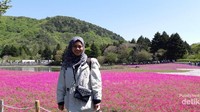 Berpose di Taman Shibazakura yang instagramable