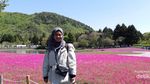 Tenggelam di Hamparan Bunga Shibazakura di Jepang Tenggelam di Hamparan Bunga Shibazakura di Jepang