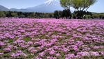 Tenggelam di Hamparan Bunga Shibazakura di Jepang Tenggelam di Hamparan Bunga Shibazakura di Jepang