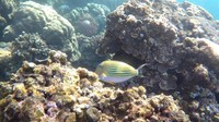 Ikan Clown Tang