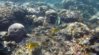 Ikan Moorish Idol dan Ikan Kepe-kepe (Butterflyfish)