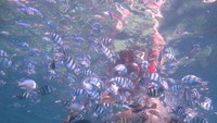 Berenang dengan penghuni terumbu karang.