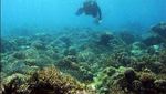 Ternyata, 2,2 Juta Wisman Datang ke Indonesia untuk Diving