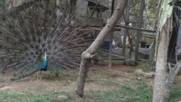 burung Merak Hijau
