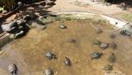 Ternyata Komodo Juga Ada di Jakarta