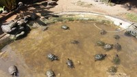 Begitu melewati pintu masuk, anda akan menemukan kolam yang berisikan kura - kura