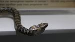 Ternyata Komodo Juga Ada di Jakarta