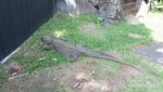 Ternyata Komodo Juga Ada di Jakarta