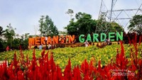 Merangin Garden tampan bunga kekinian di Jambi.