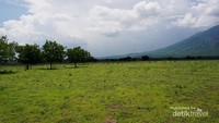 Sekawanan rusa memasuki area savana