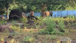 Terpesona Afrika di Taman Nasional Baluran