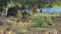 Unit konservasi banteng jawa