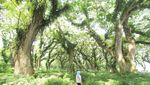 Terpesona Aura Magis Hutan De Djawatan