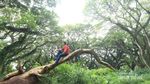 Terpesona Aura Magis Hutan De Djawatan