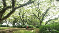 Setiap sudut hutan ini sungguh instragamable