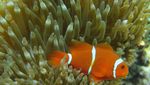Terpesona Indahnya Alam Bawah Laut Pantai Olele di Gorontalo