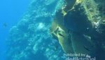 Terpesona Indahnya Alam Bawah Laut Pantai Olele di Gorontalo