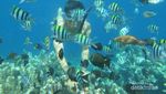Terpesona Indahnya Alam Bawah Laut Pantai Olele di Gorontalo