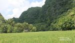 Terpesona Indahnya Rammang-rammang di Sulawesi Selatan