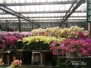 Terpesona Keindahan Anggrek di Taida Horticulture, Taiwan