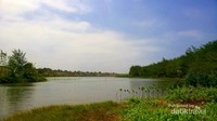 Laguna ini dihiasi mangrove, gumuk pasir dan hutan cemara