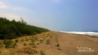 Garis Pantai Lembupurwo yang mulai menghijau