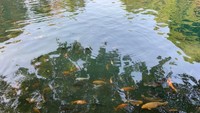 Ikan di Situ Cicerem menjadikan danau itu makin menarik.