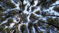 Hutan Mangunan Dlingo yang telah lebih dahulu kami kunjungi