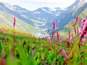 Tersihir Pesona Lembah Bunga Pegunungan Himalaya, India