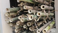 tring atau bambu sudah di persiapkan jauh-jauh hari
