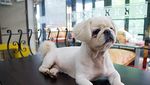 The Dog Cafe, Makan Bersama Anjing-anjing Lucu di Korsel