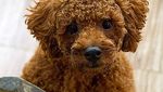 The Dog Cafe, Makan Bersama Anjing-anjing Lucu di Korsel